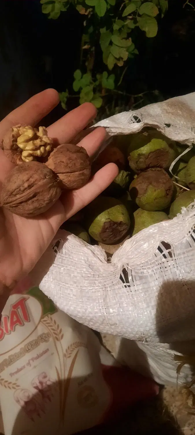 گردو|عمده‌فروشی|هرسین, |دیوار