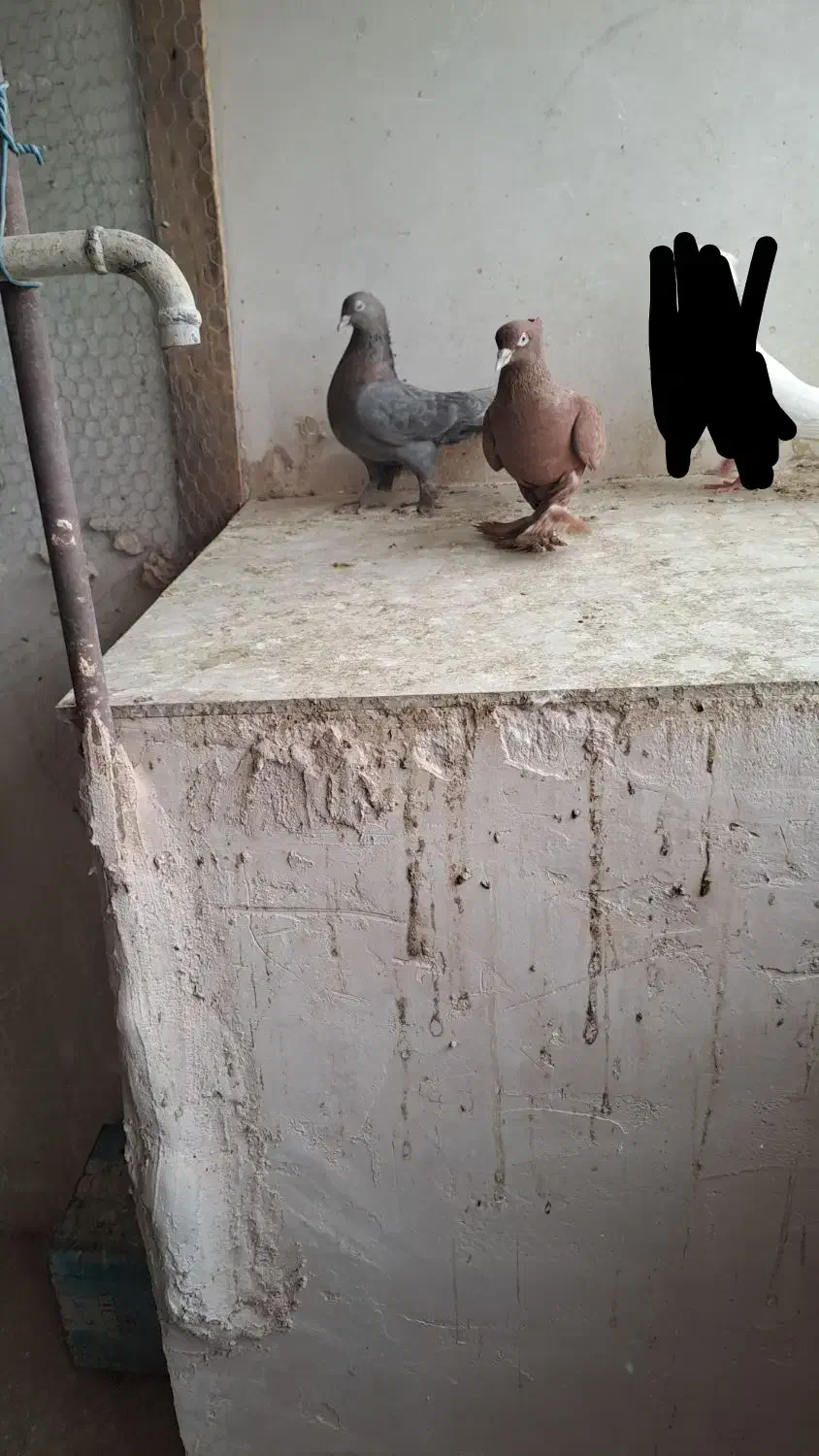 کبوتر|پرنده|یزد, |دیوار