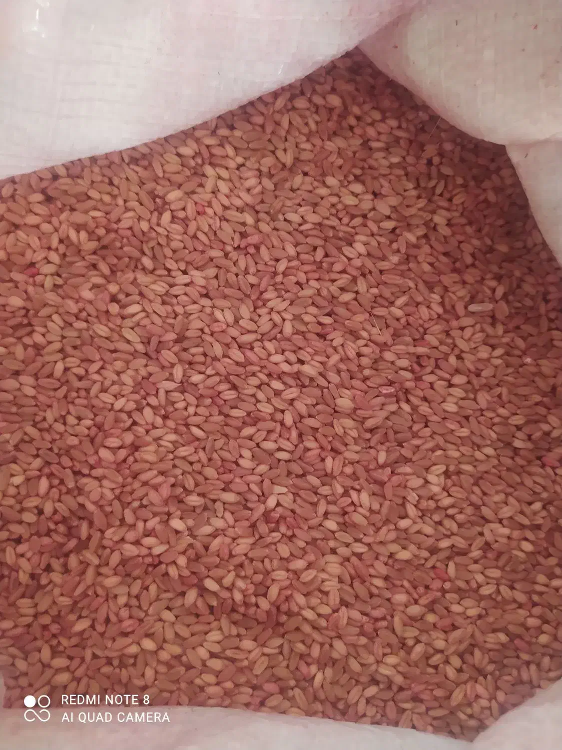 گندم بذر دیم پرآو|خدمات باغبانی و درختکاری|جوانرود, |دیوار