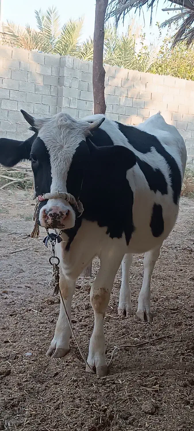 فروش سه راس گاو اصیل خارجی|حیوانات مزرعه|جره و بالاده, |دیوار