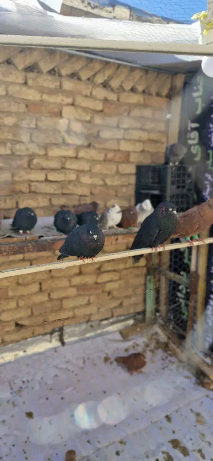 کبوتر|پرنده|مبارکه, |دیوار