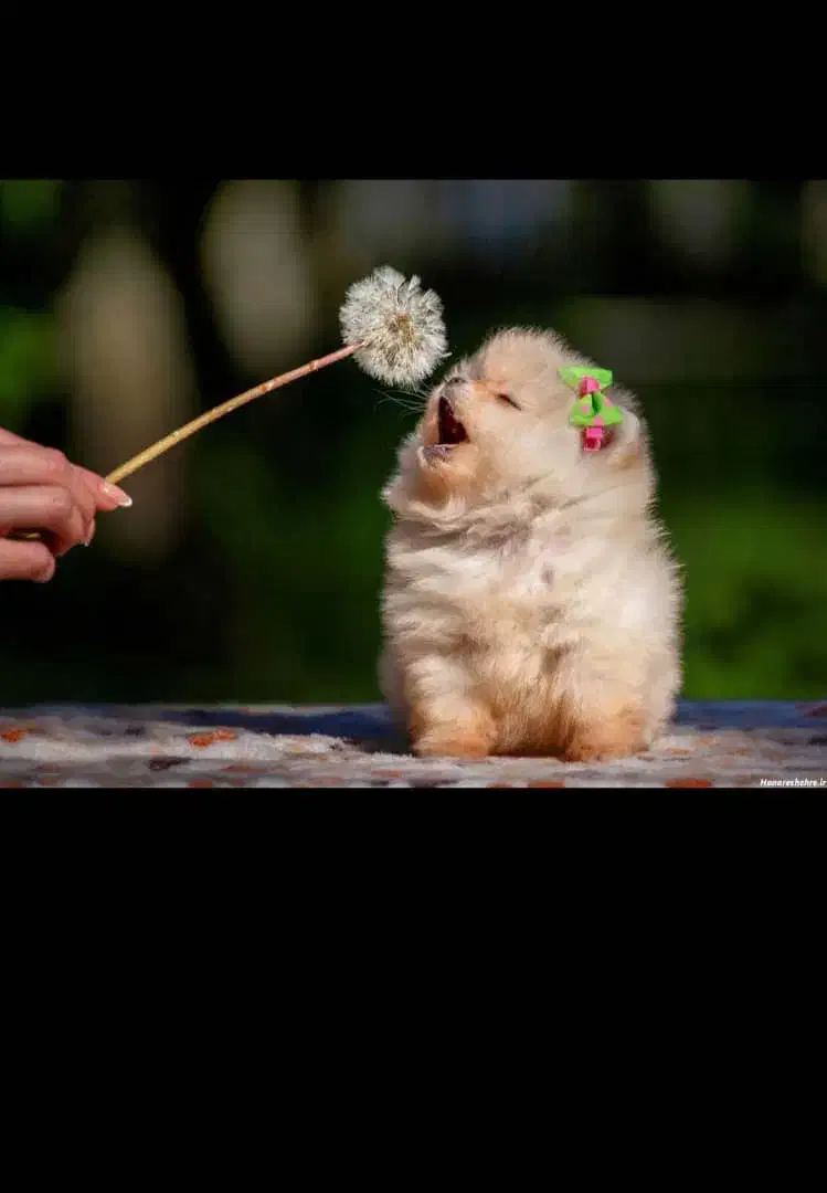 یک قلاده سگ پا کوتاه پیدا شده|حیوانات|ارومیه, |دیوار