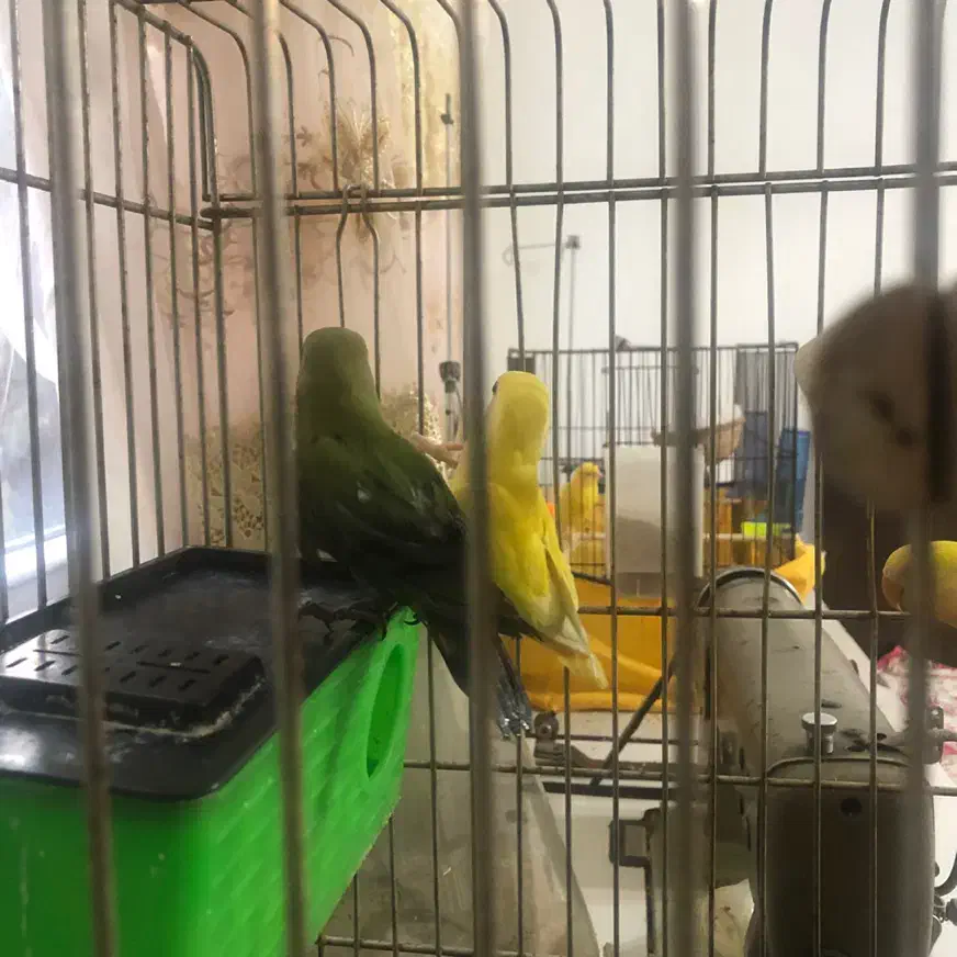 طوطی برزیلی سه ماهه|پرنده|فردیس, فردیس|دیوار