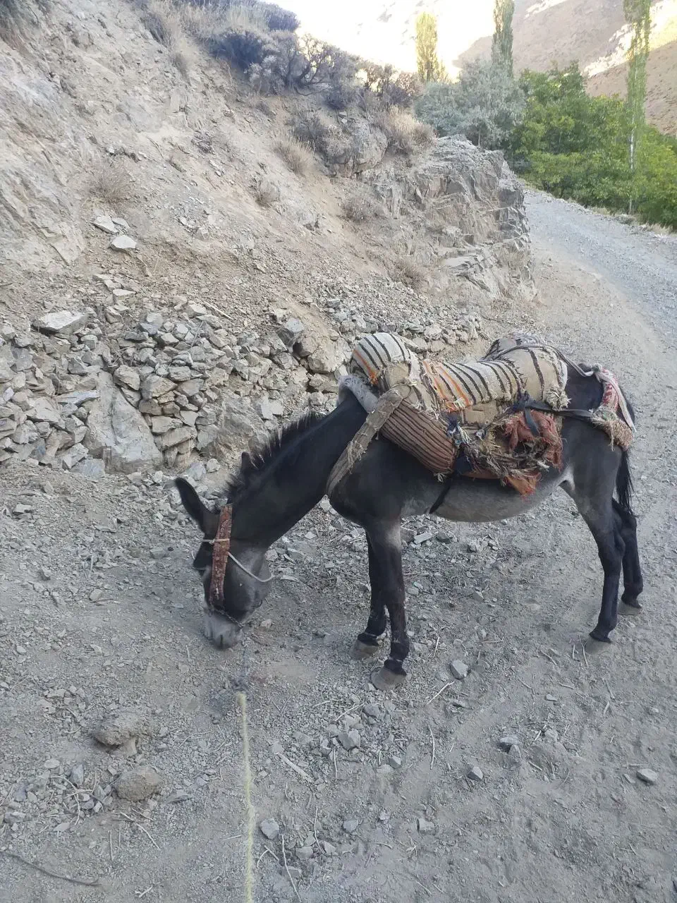 الاغ نر خر|حیوانات مزرعه|سنندج, |دیوار