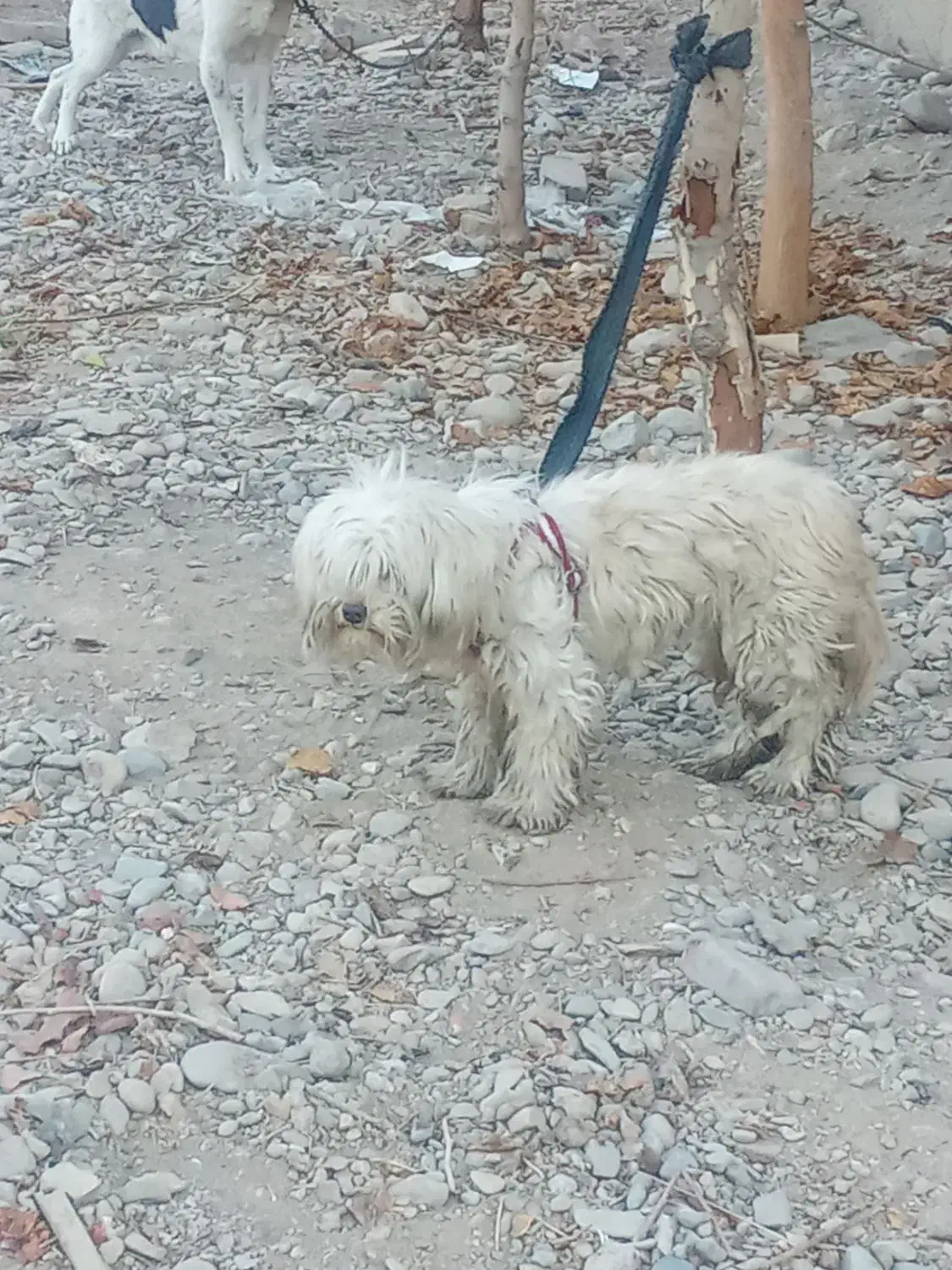 سگ پا کوتاه ماده|سگ|پیشوا, |دیوار