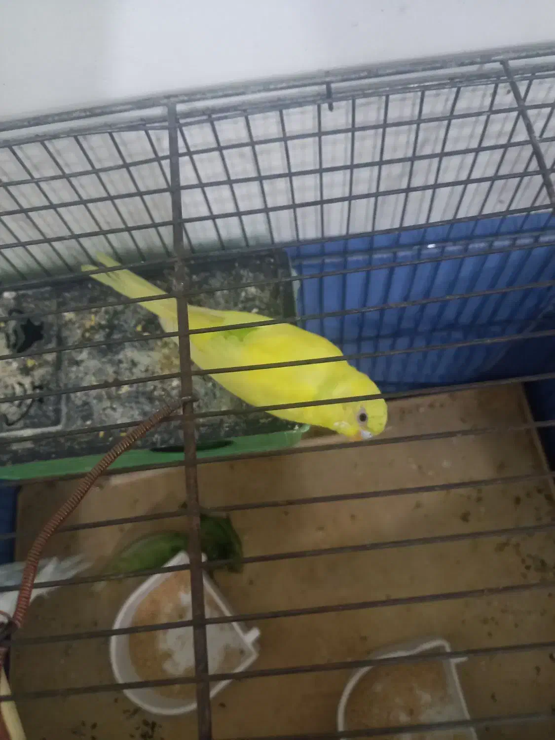 پرنده|حراج|نسیم‌شهر, |دیوار