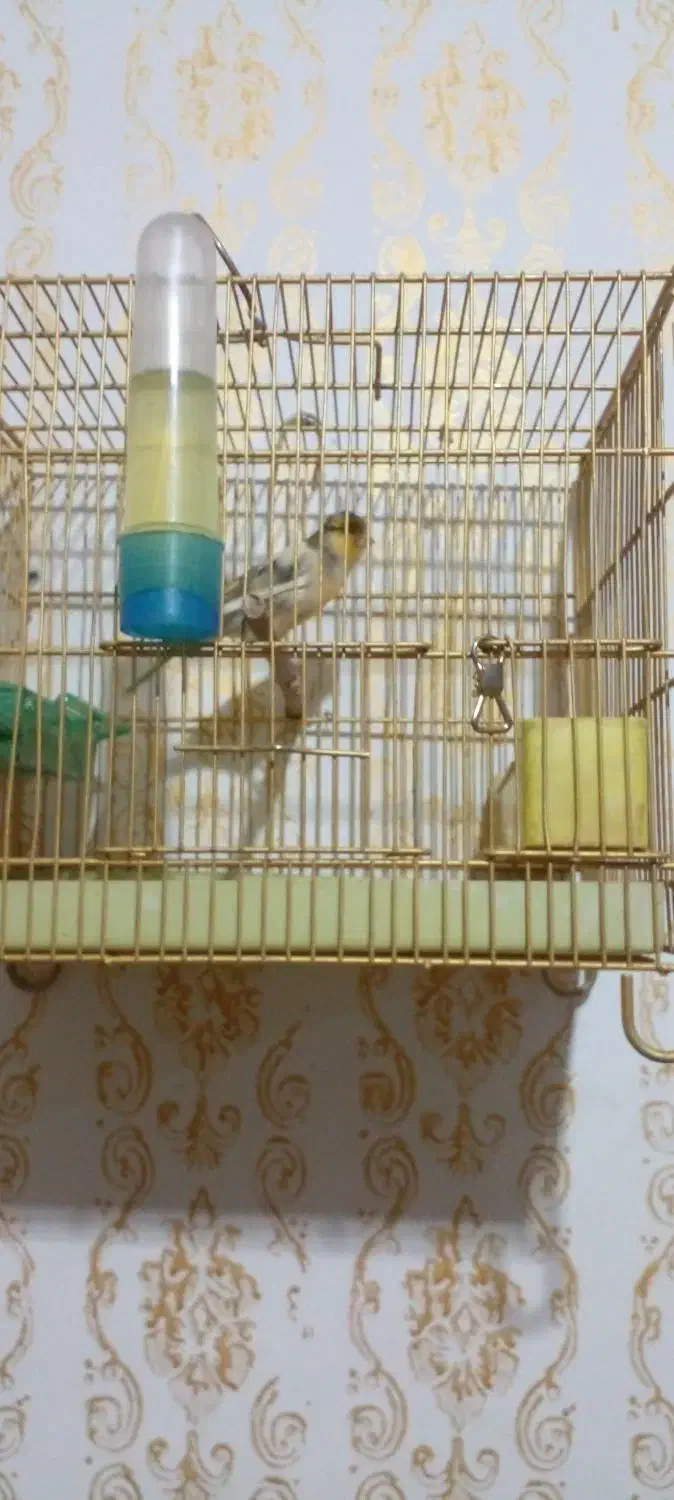 قناری نر|پرنده|اندیمشک, |دیوار