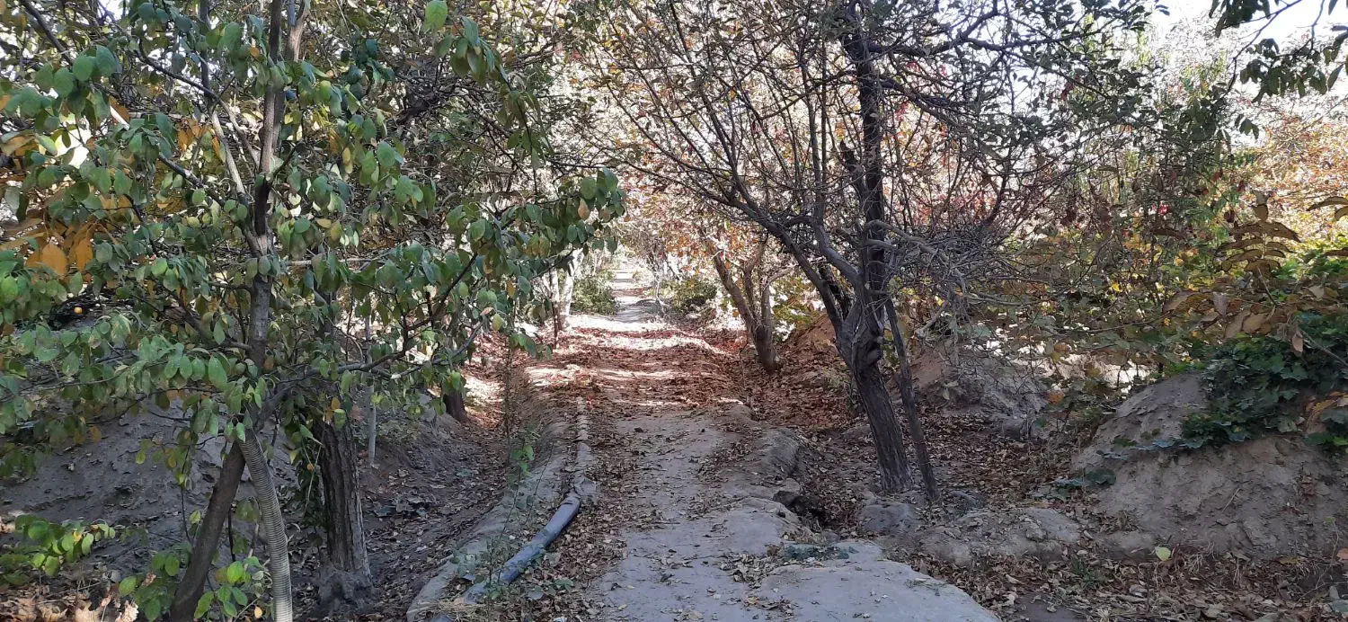 ا شراکت در بهره برداری باغ در بناب|استخدام مالی، حسابداری، حقوقی|بناب, |دیوار