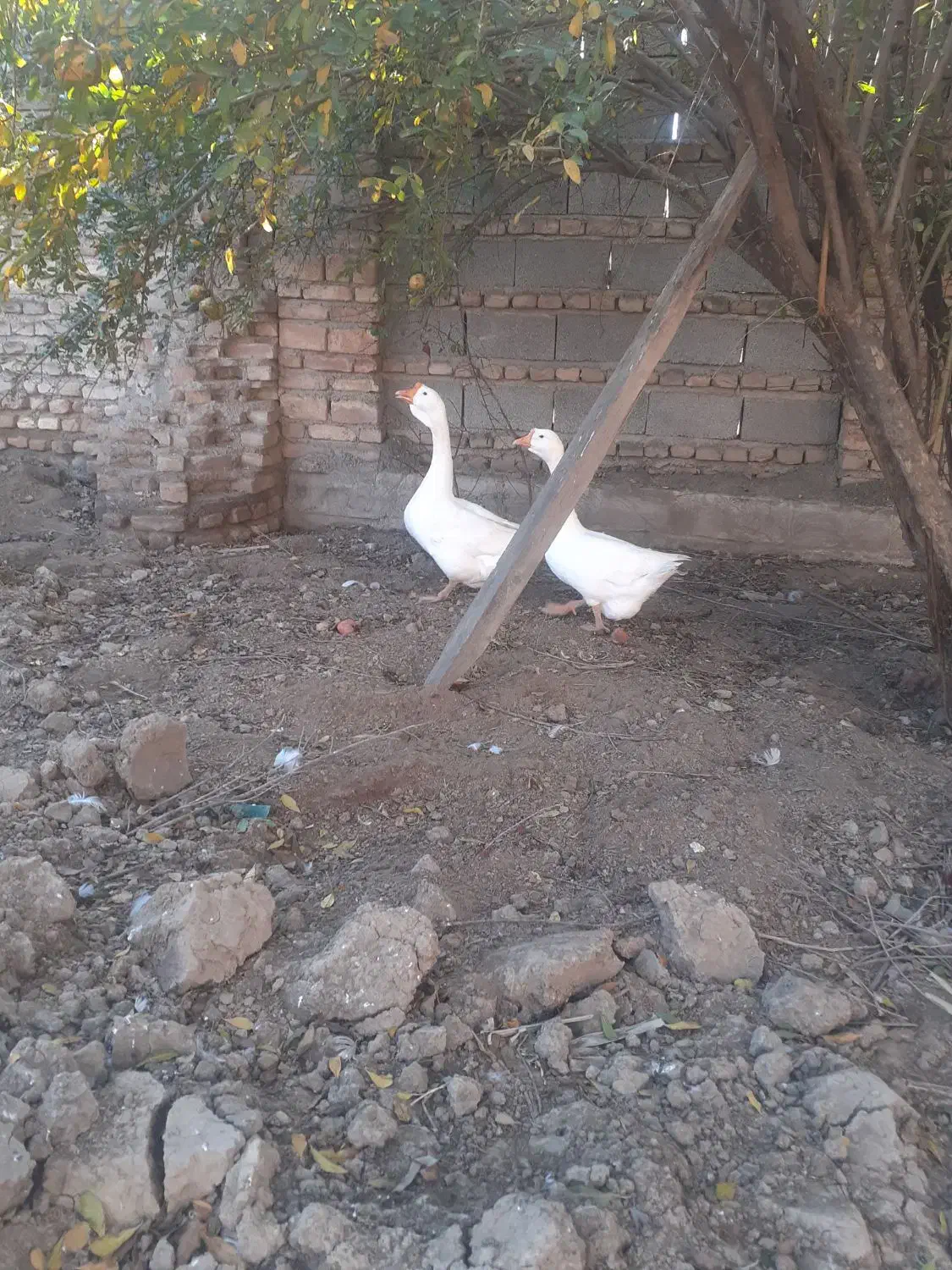 غاز قو|حیوانات مزرعه|سیمین شهر, |دیوار