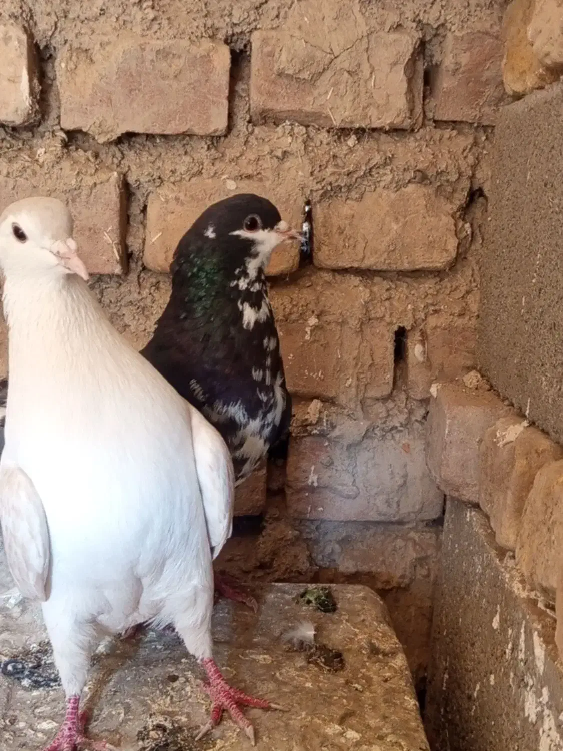 کبوتر|پرنده|سرایان, |دیوار