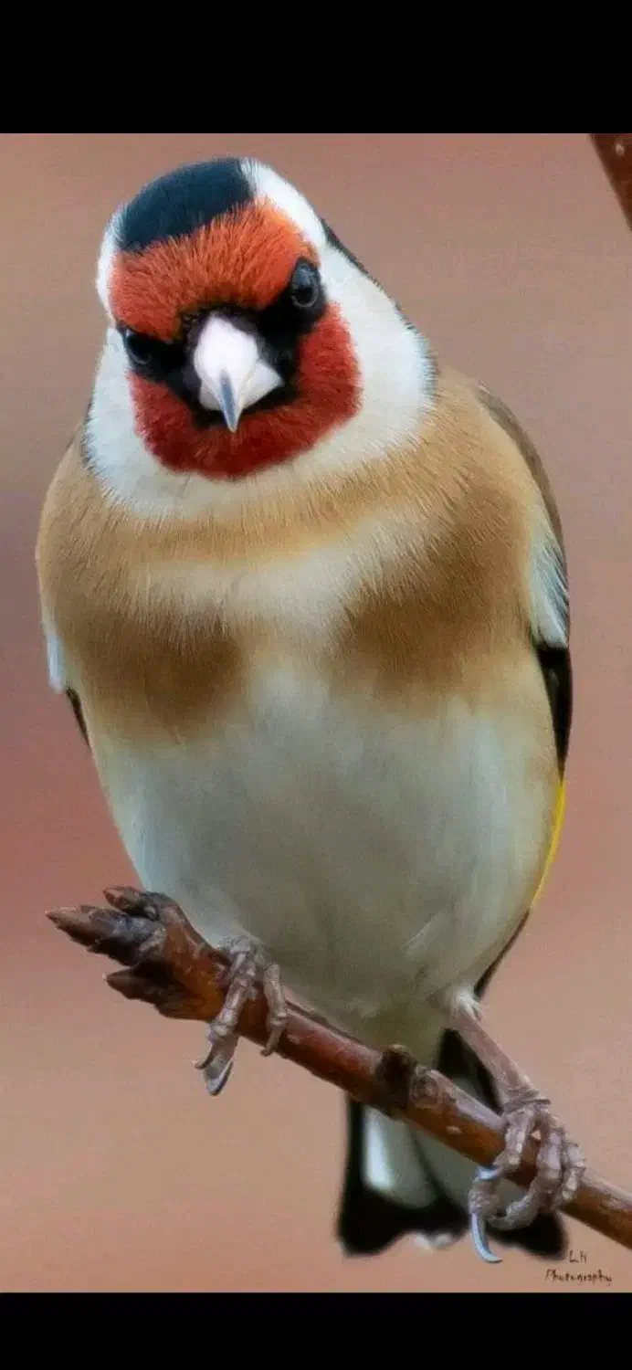 سهره|پرنده|سقز, |دیوار