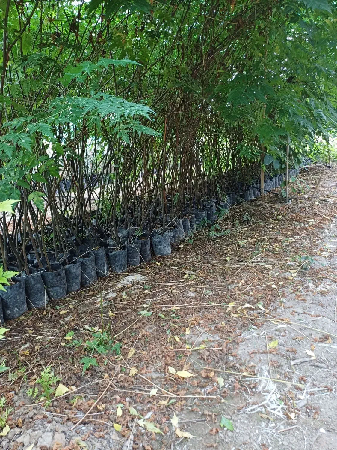 فروش نهال زیتون تلخ|خدمات باغبانی و درختکاری|فرح آباد, |دیوار