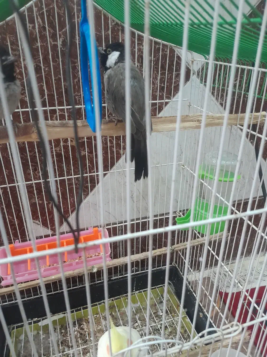 عروس هلندی|پرنده|شادگان, |دیوار