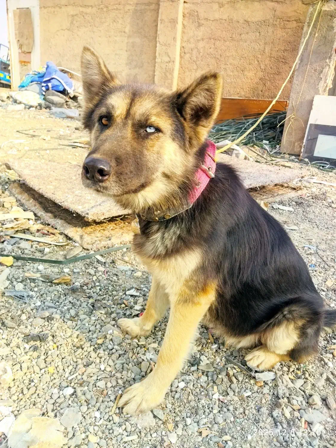 سگ نگهبان|سگ|قم, جمکران|دیوار