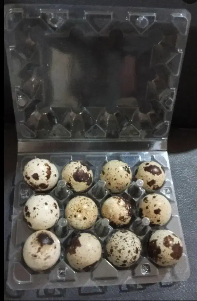 تخم بلدرچین نطفه دار|حیوانات مزرعه|تبریز, |دیوار