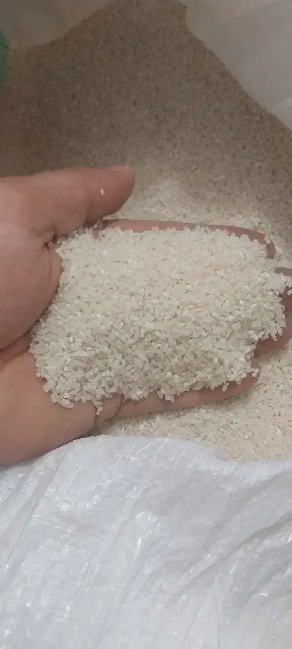 برنج هاشمی|حراج|لاهیجان, لفمجان|دیوار