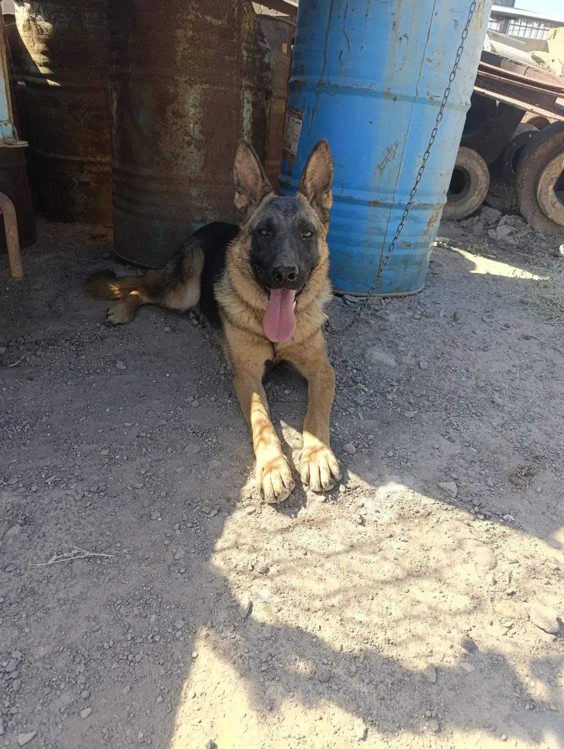 ژرمن ماده|سگ|قزوین, |دیوار