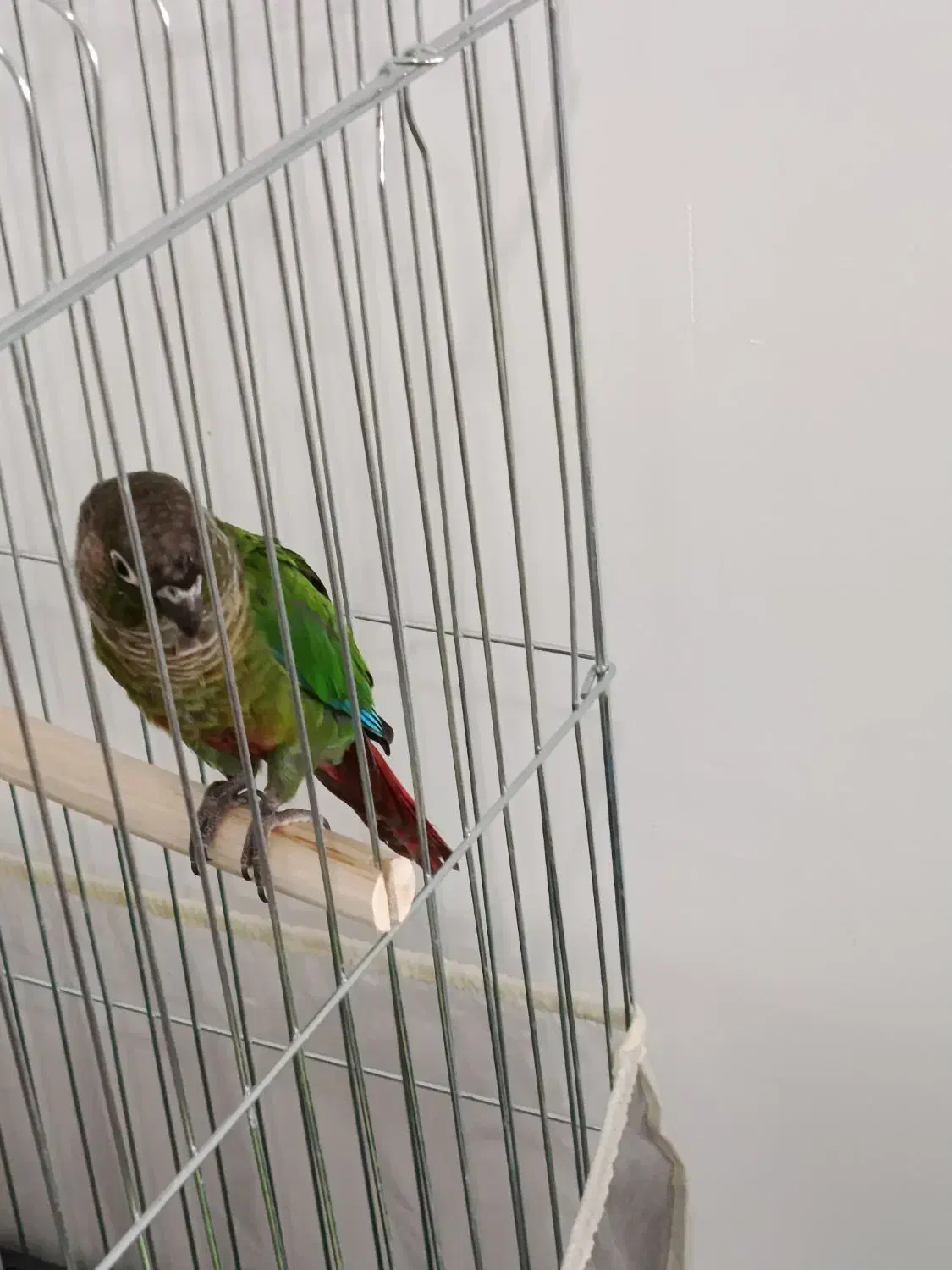 گرین چیک فول اهلی سخن گو|پرنده|عجب شیر, |دیوار