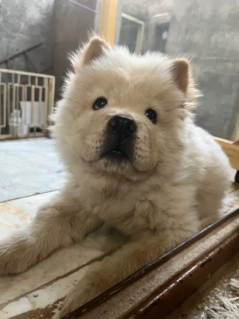 واگذاری توله چاو چاو|سگ|مشهد, سرافرازان|دیوار