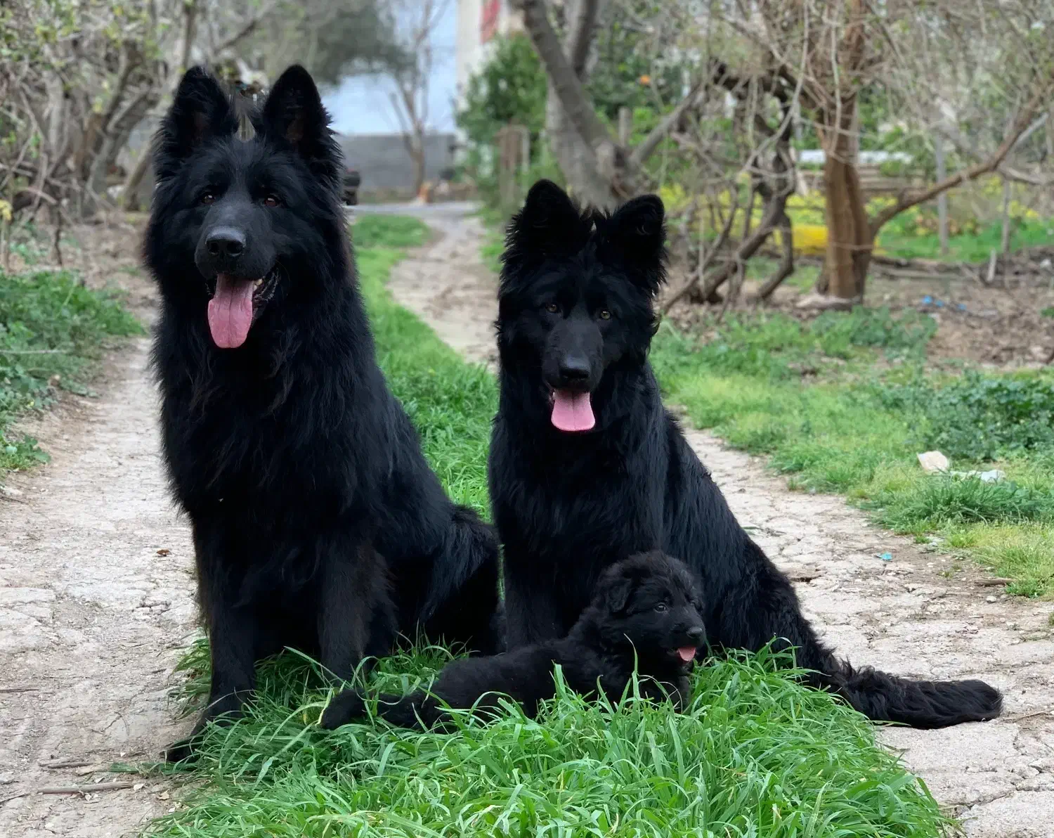 توله های ژرمن شولاین موبلند|سگ|ساری, |دیوار