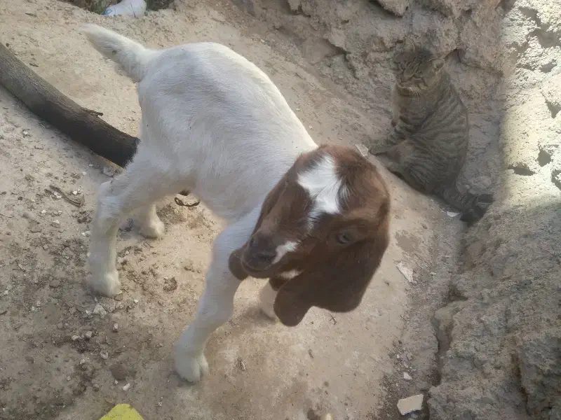 فروش دام|حیوانات مزرعه|طاغنکوه, |دیوار