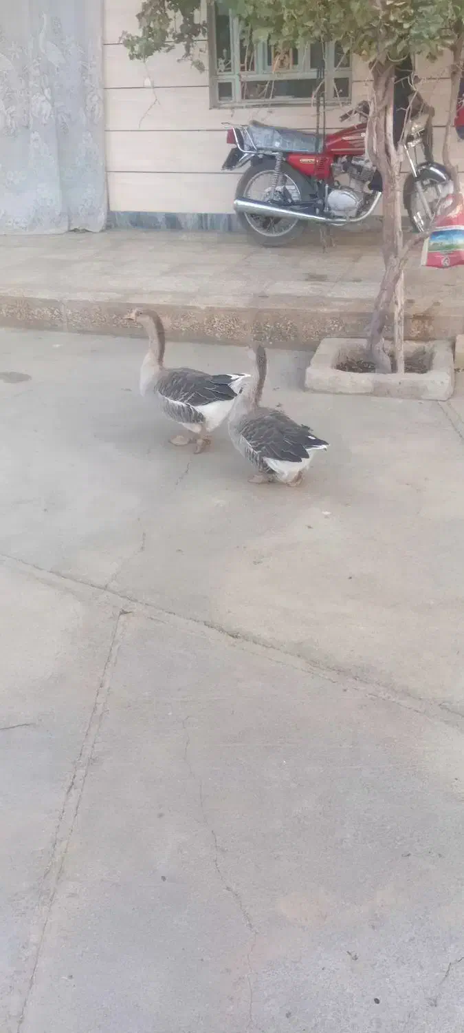 فروش دوعدد غاز|حیوانات مزرعه|ویسیان, |دیوار