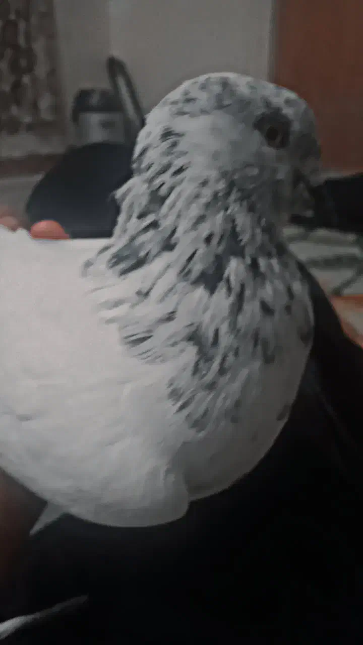 کفتر|پرنده|مسجد سلیمان, |دیوار