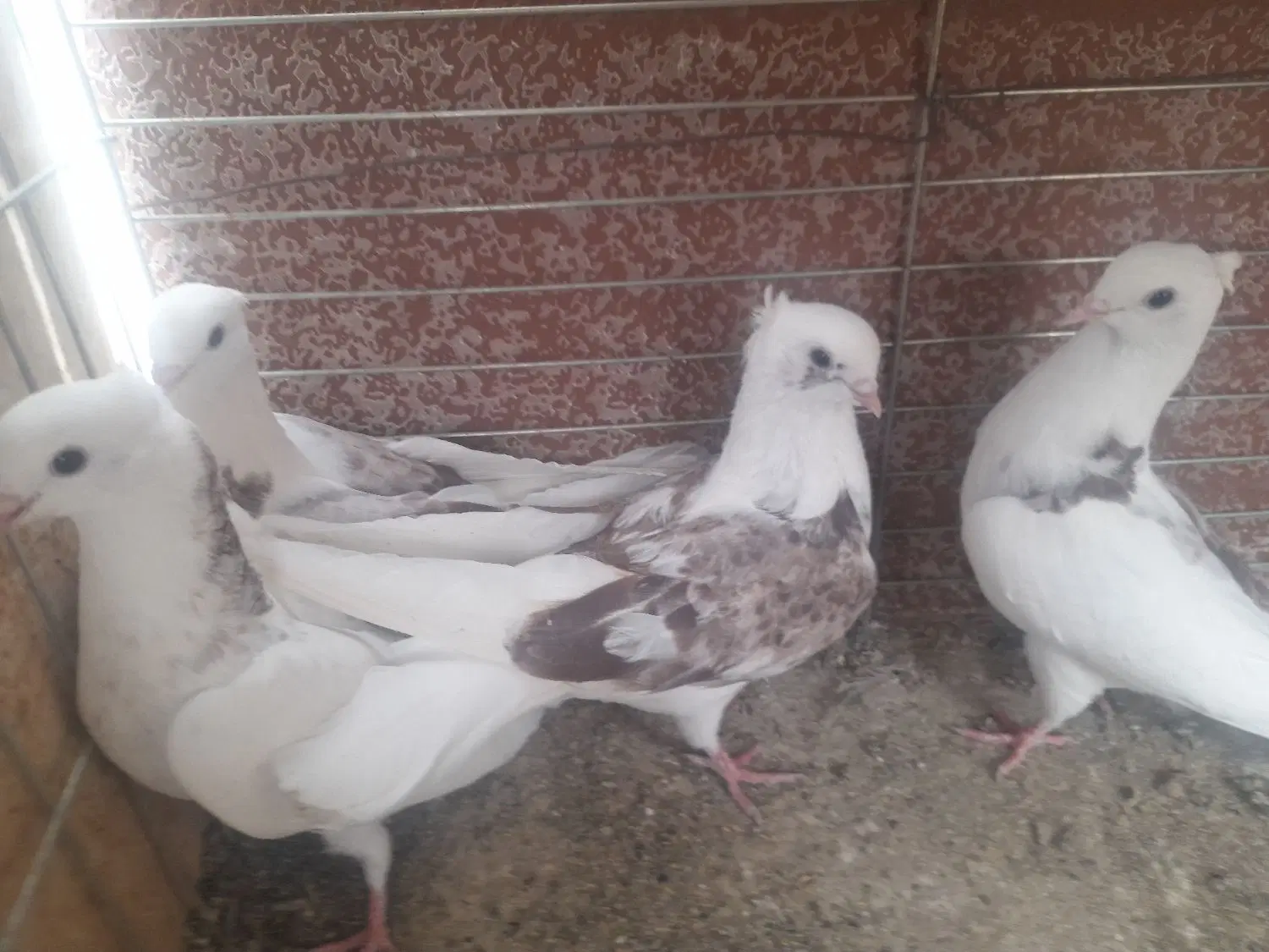 ۸۰۰ تومان|پرنده|اردکان, |دیوار
