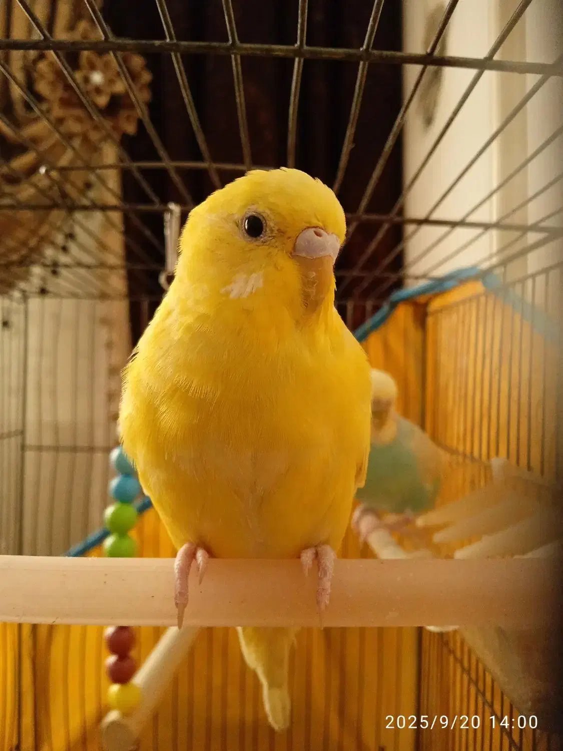 مرغ عشق دست آموز|پرنده|قزوین, |دیوار