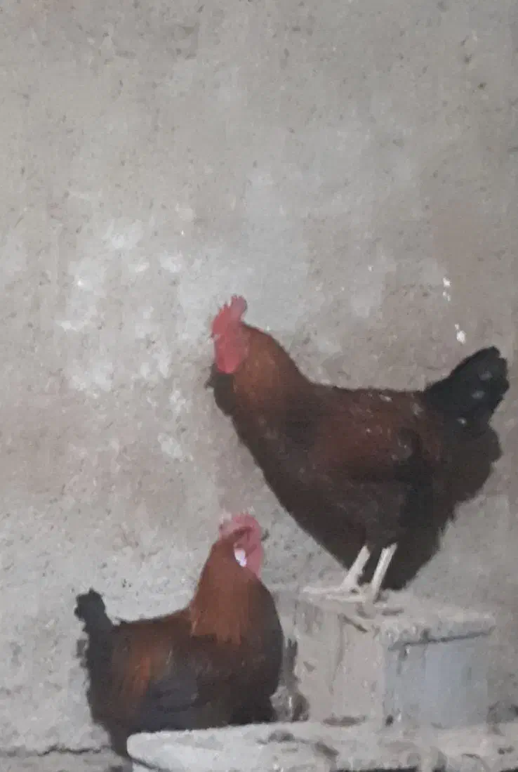 خروس جوان|پرنده|خمینیشهر, |دیوار