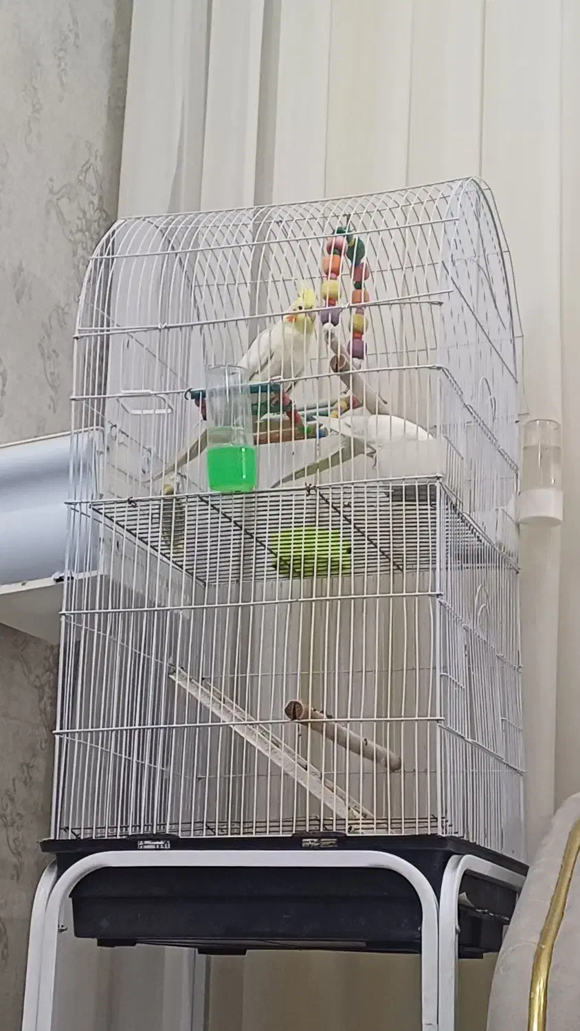 عروس هلندی با کلیه وسایل|پرنده|گلبهار, شهر جدید گلبهار|دیوار