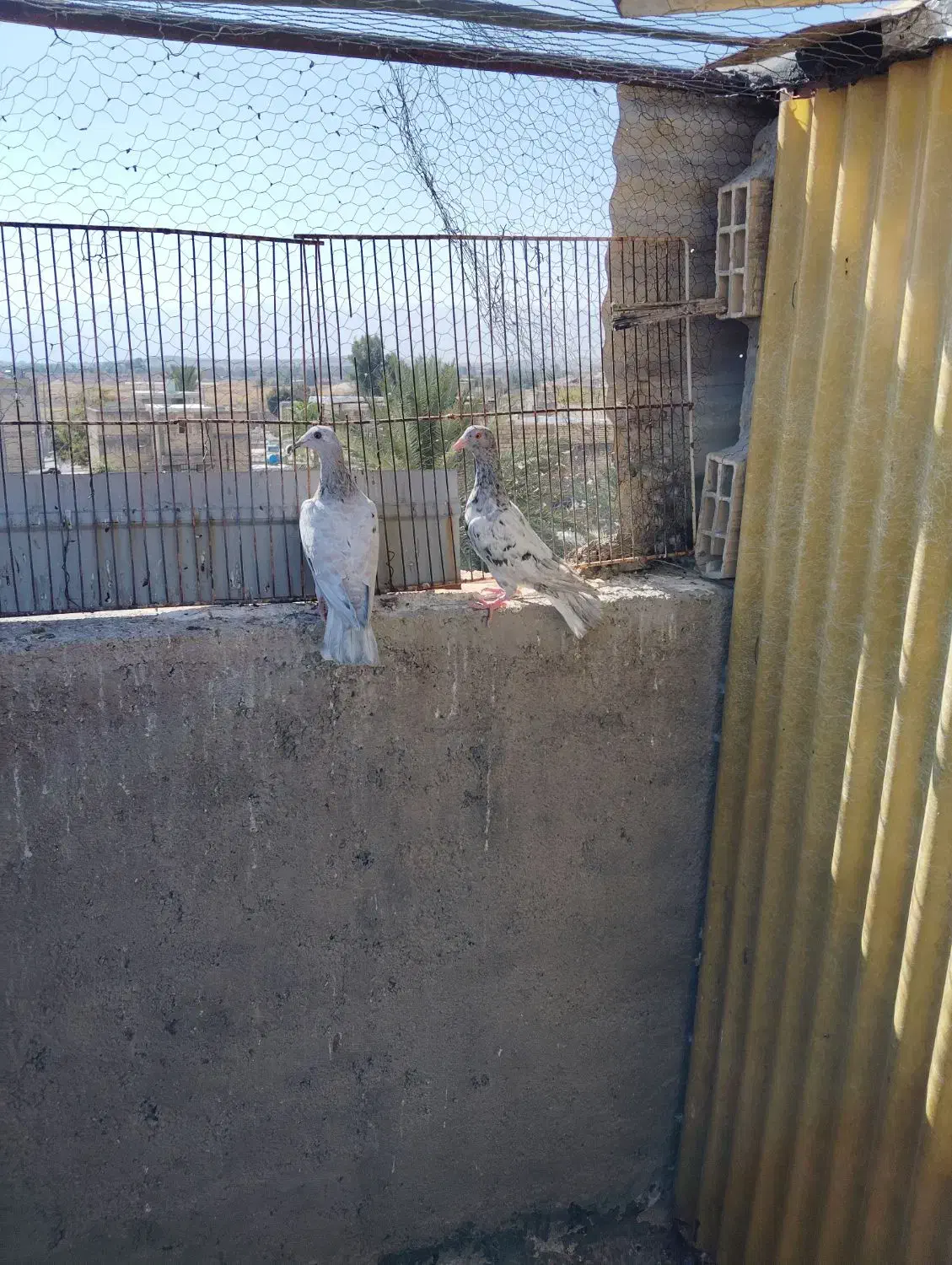 سه تا ماده آماده|پرنده|شیراز, دشت چنار|دیوار