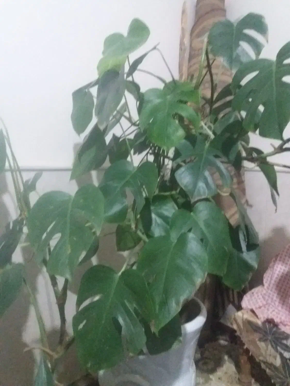 گل طبیعی|گل و گیاه طبیعی|نیشابور, شهرآرا|دیوار