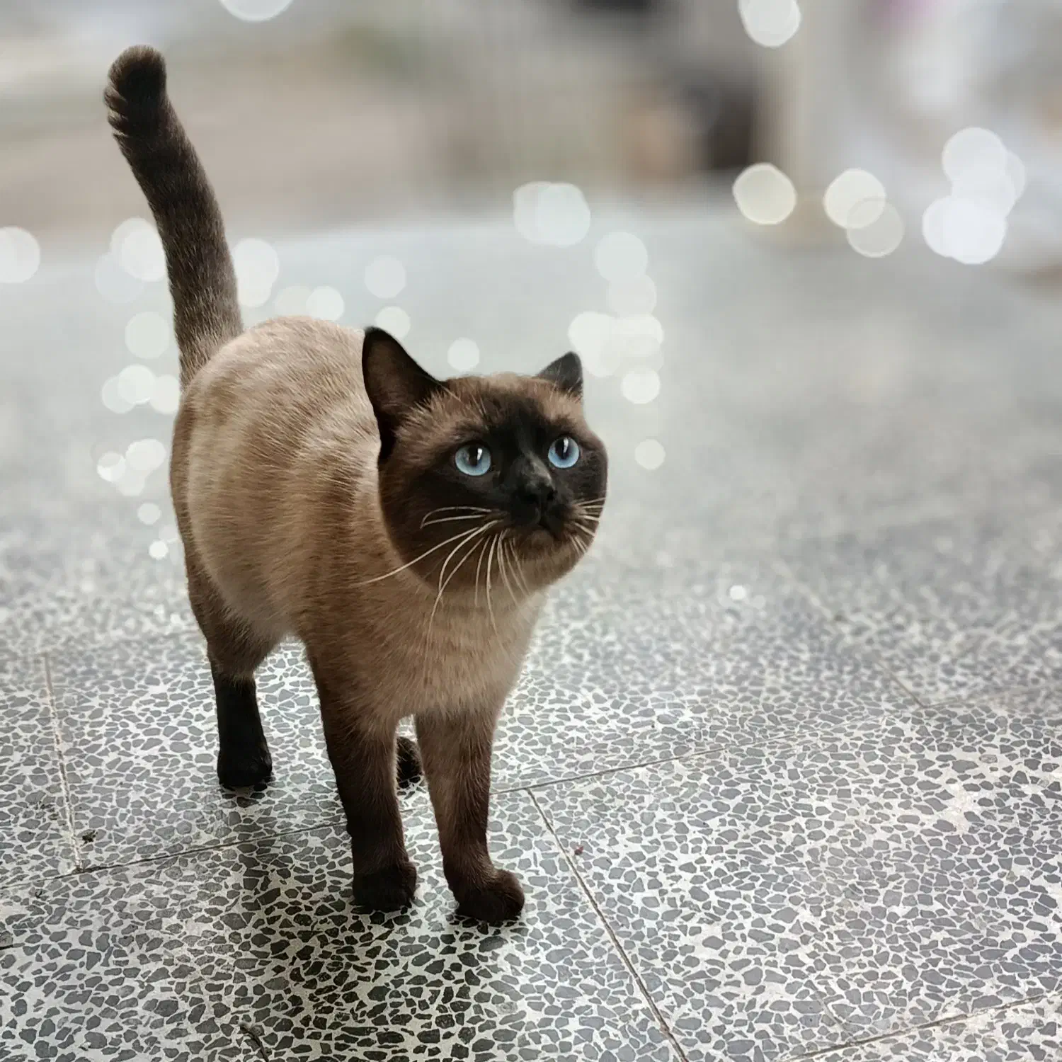 گربه سیامی|گربه|گنبد کاووس, |دیوار