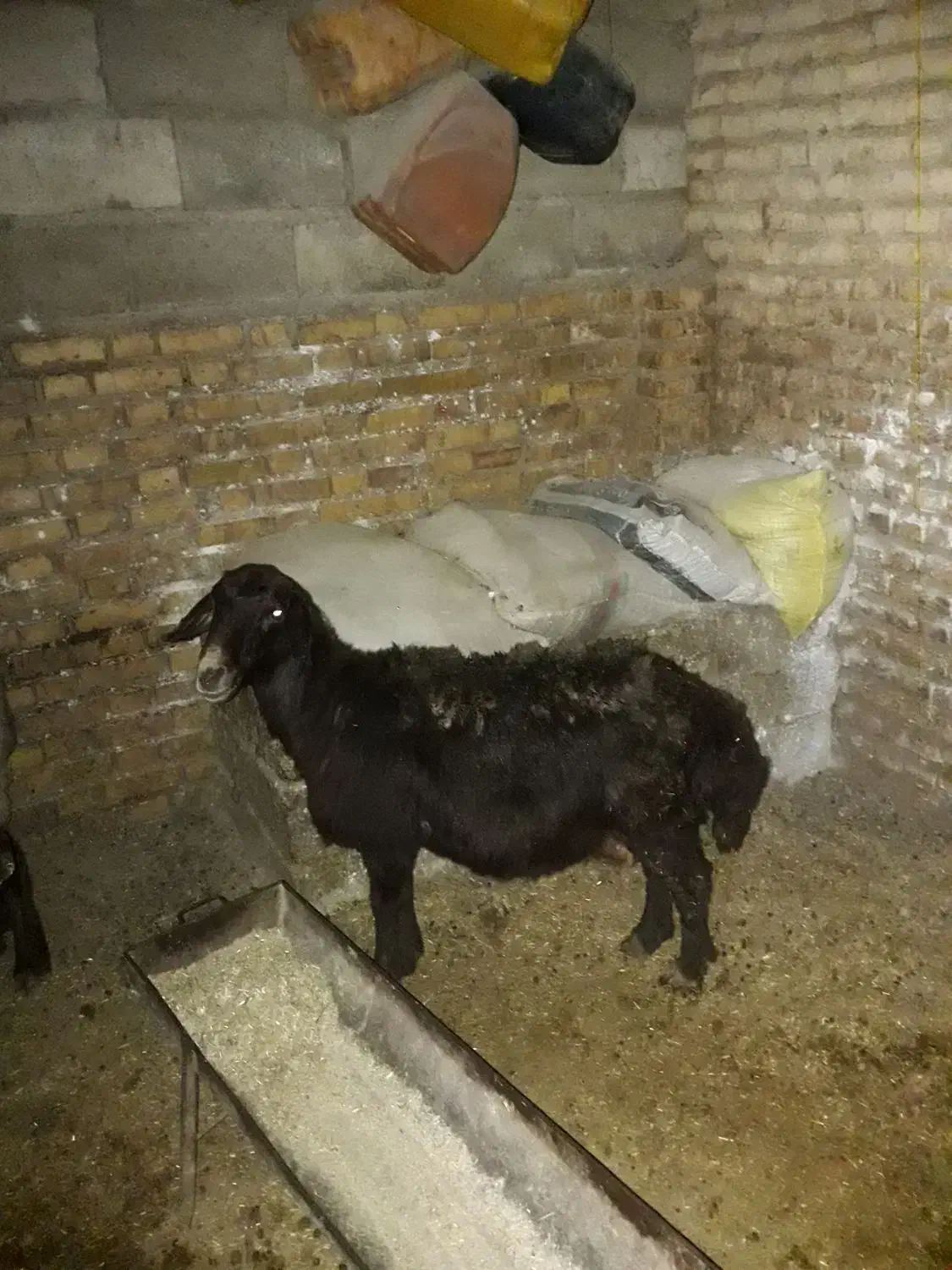 گوسفند بره دار ماده ترکمن پیر|حیوانات مزرعه|گنبد کاووس, |دیوار