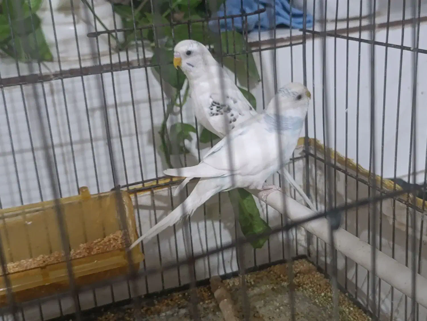 دو عدد مرغ عشق معاوضه با قناری ماده|پرنده|شیراز, شهرک قمشه|دیوار