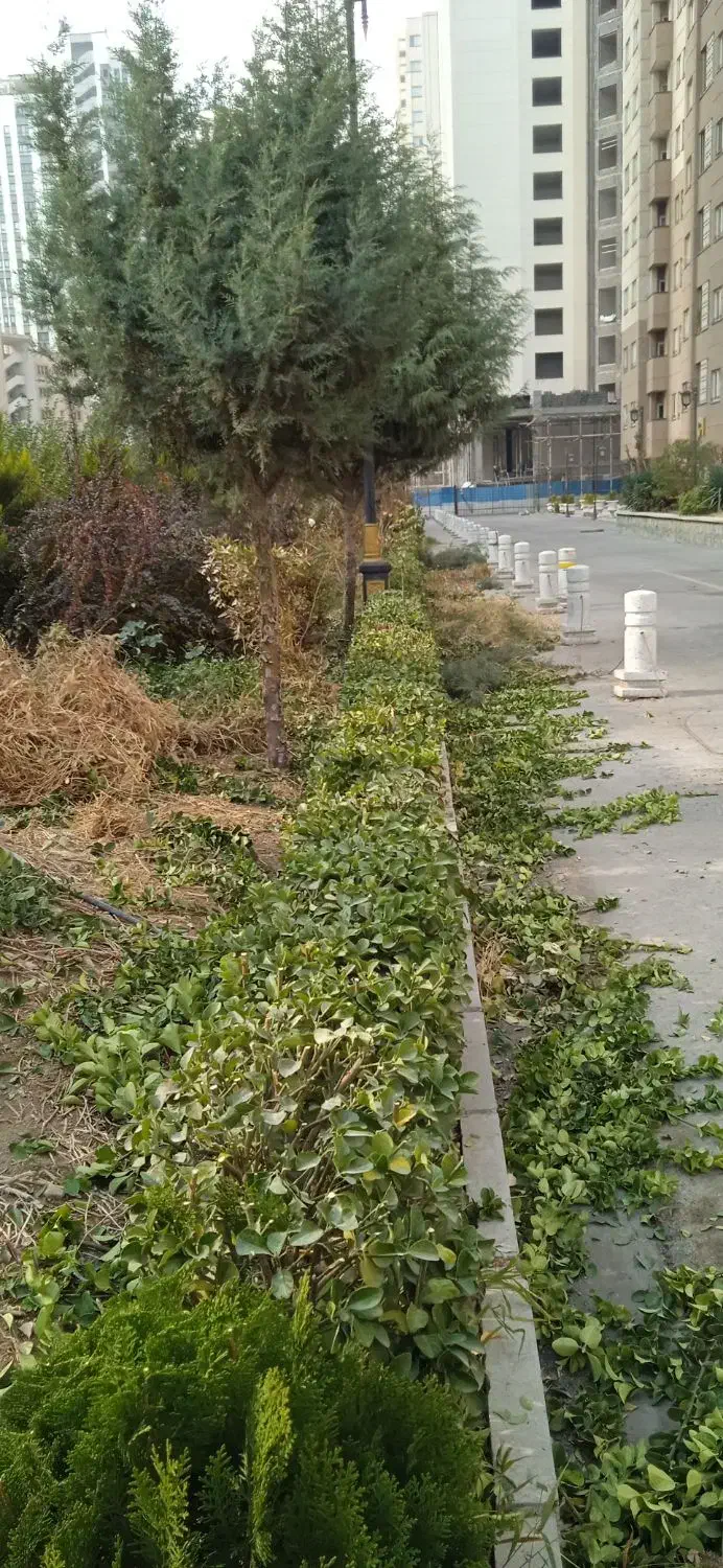 خدمات باغبانی وفضای سبز|خدمات باغبانی و درختکاری|باغستان, |دیوار