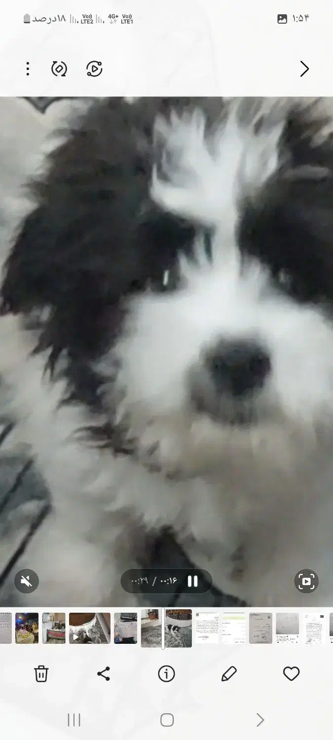 گمشده|حیوانات|شیراز, صاحب الزمان|دیوار