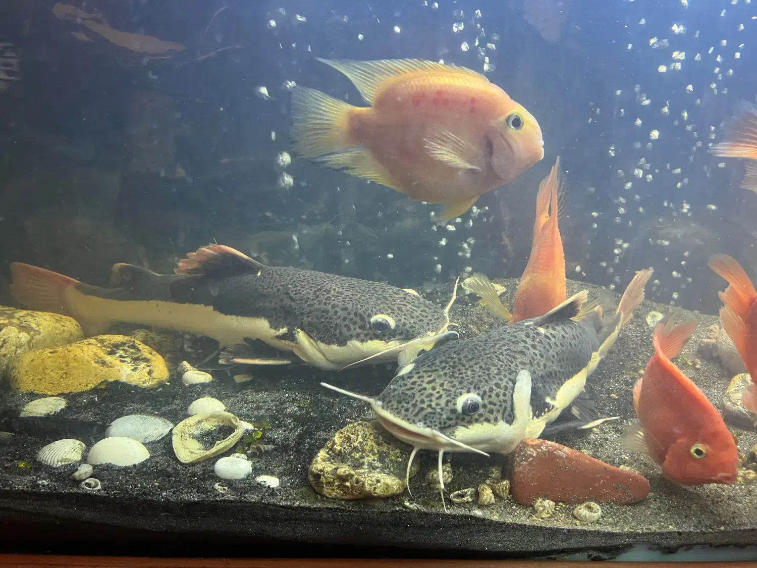 ماهی ردتیل|ماهی|اصفهان, سعادت‌آباد|دیوار