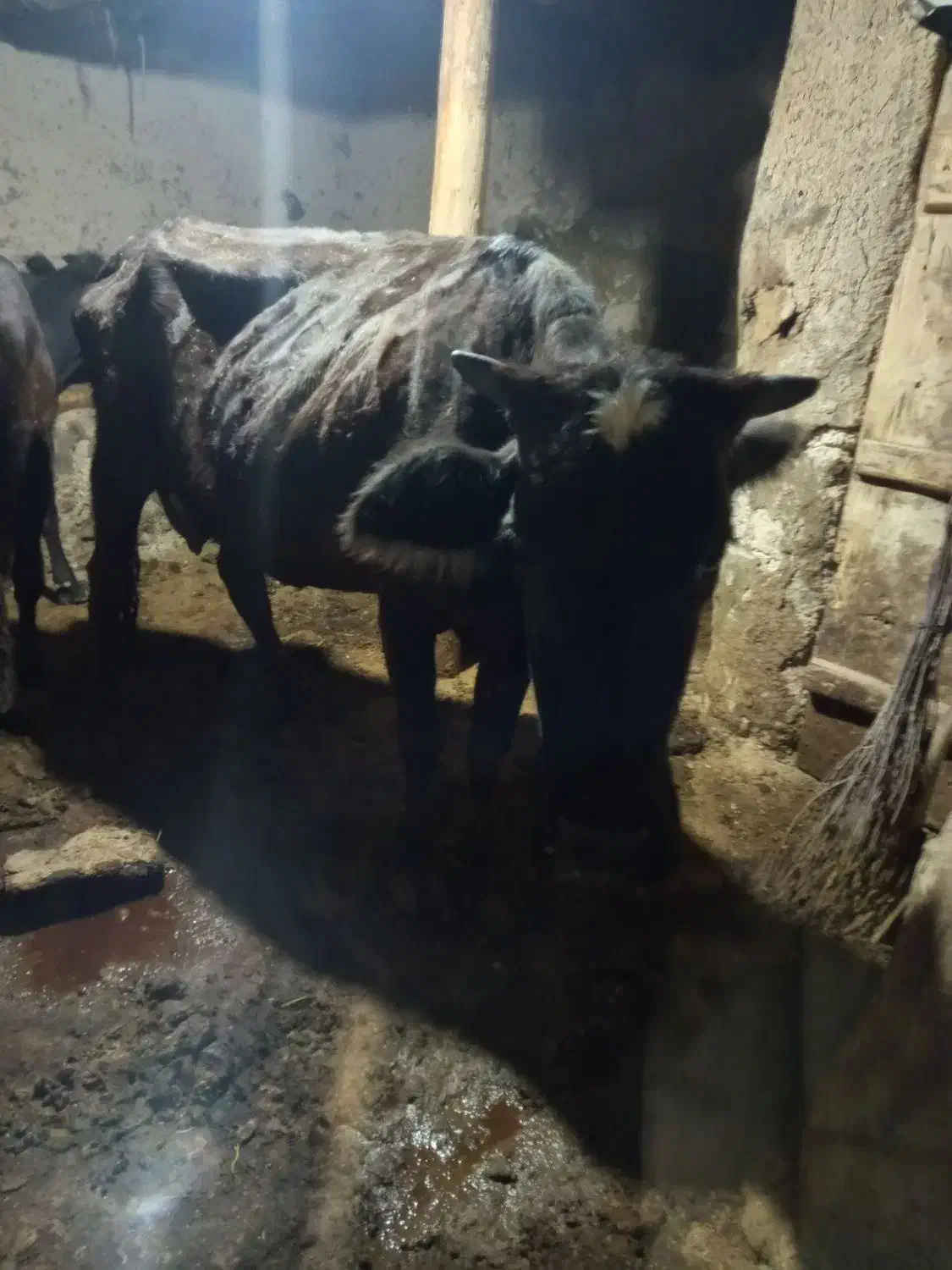 شش تا گاو گوساله بومی|حیوانات مزرعه|ماهنشان, |دیوار