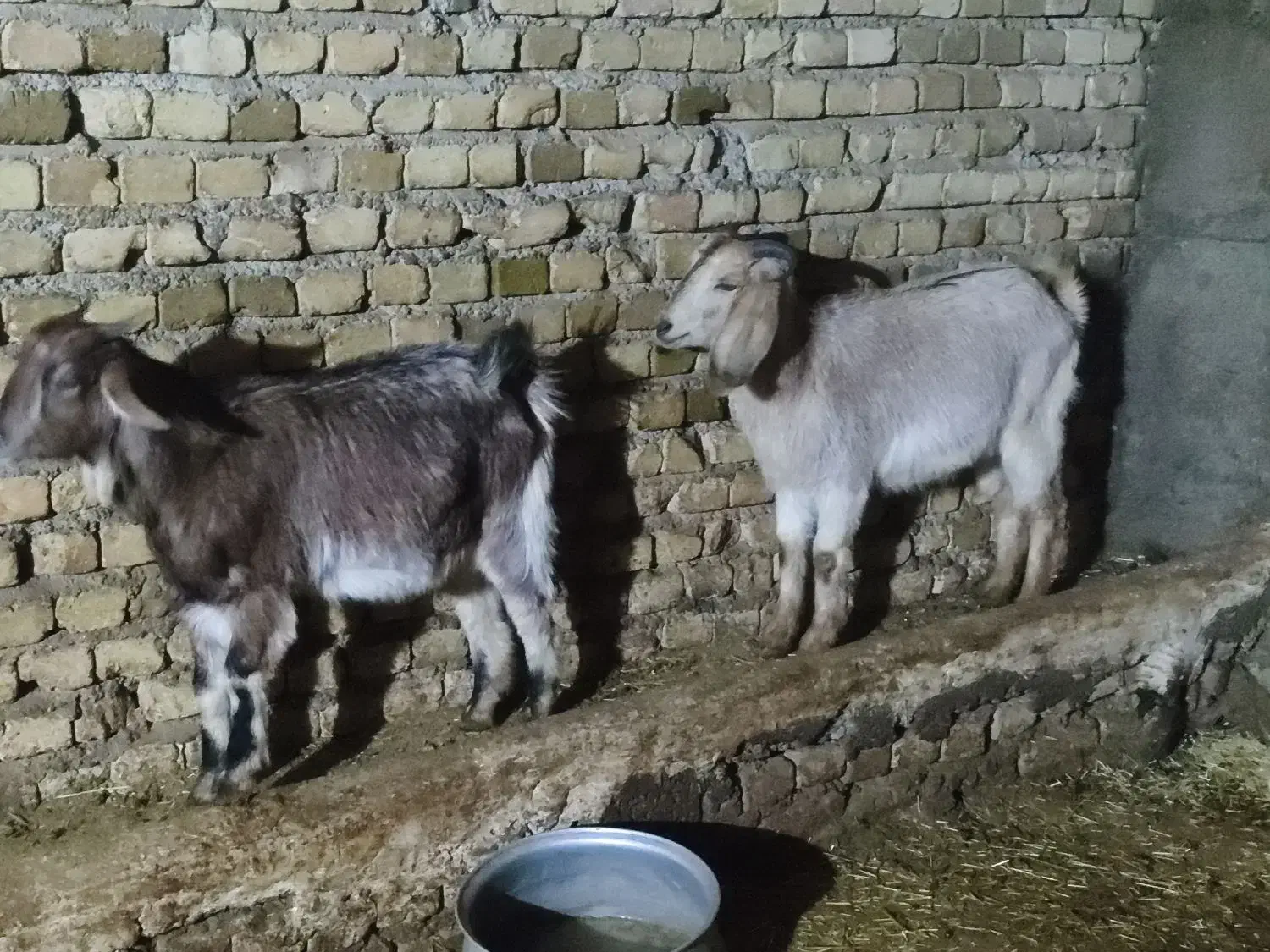 دو عدد بزغاله ماده|حیوانات مزرعه|خاوه, |دیوار
