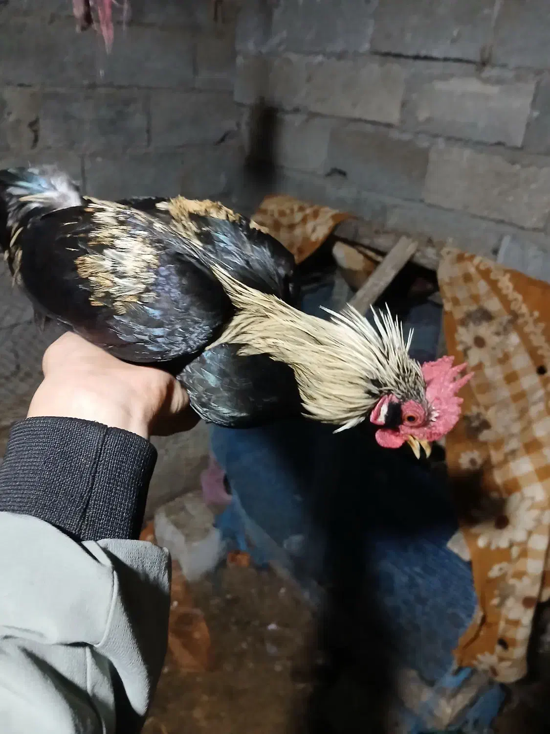 مرغ و خروس مینیاتوری بالغ|پرنده|حویق, |دیوار