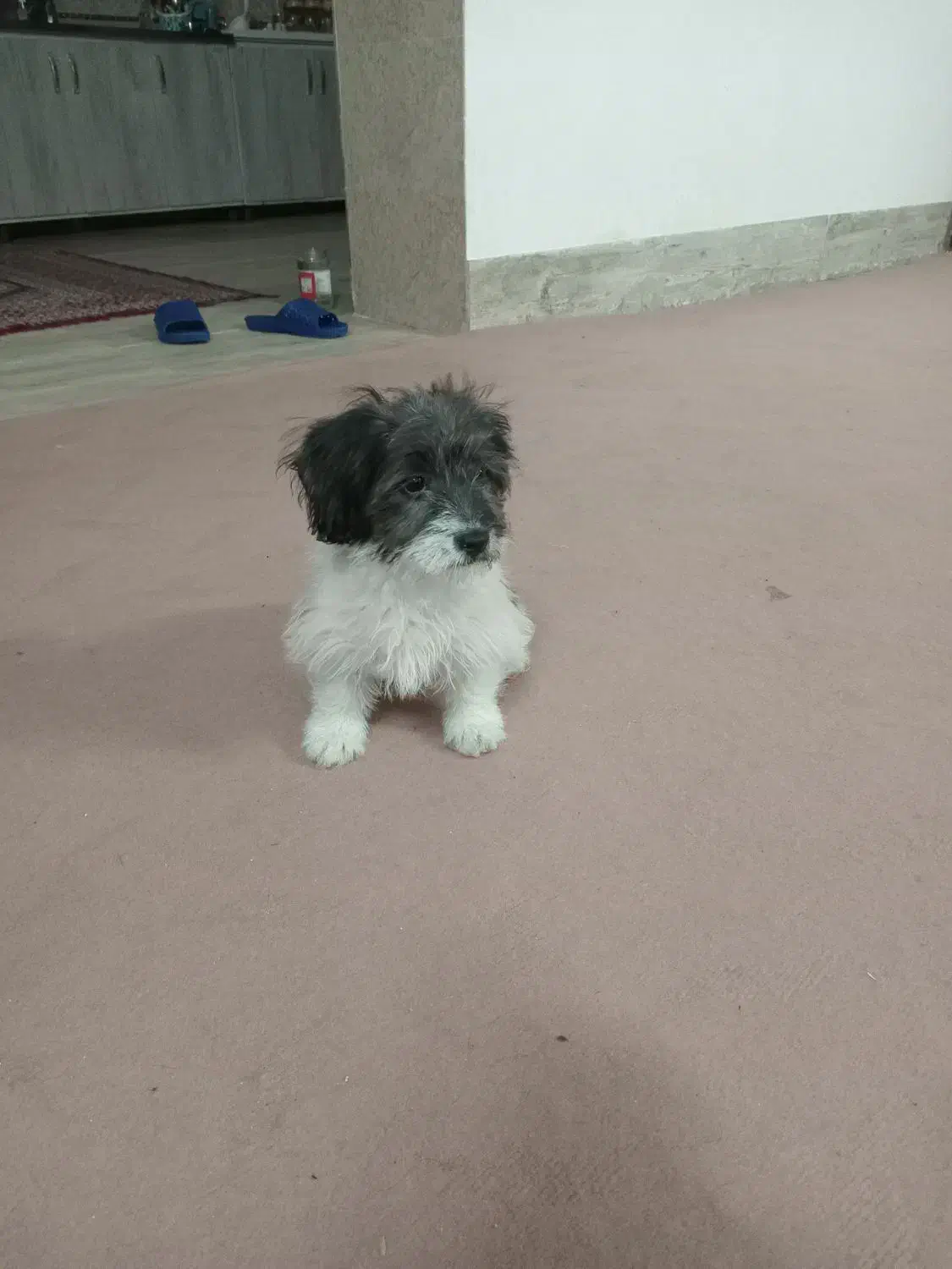 سگ پاکوتاه|سگ|تربت جام, خیرآباد|دیوار