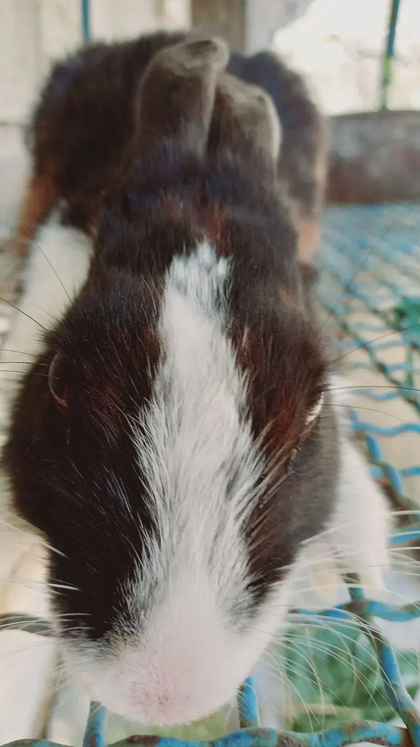 خرگوش|موش و خرگوش|کوه چنار, |دیوار