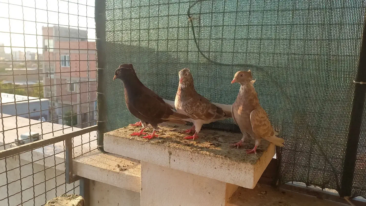 پرنده دم سفید کبوتر|پرنده|گنبد کاووس, |دیوار