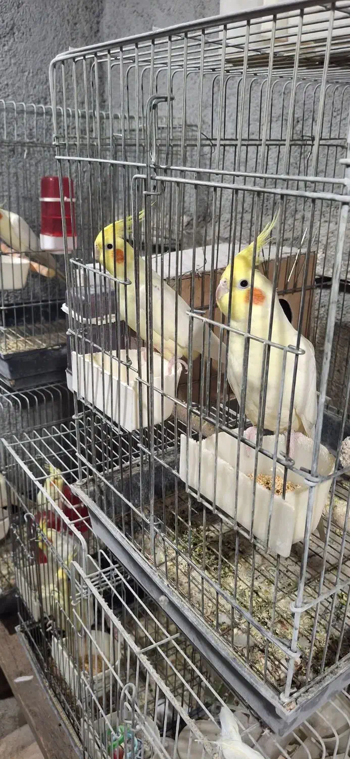 عروس هلندی لوتینو مولد|پرنده|باغستان, |دیوار