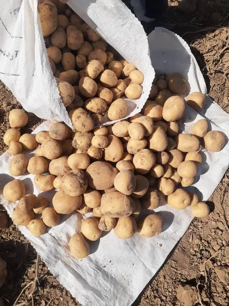 سیب زمینی|گل و گیاه طبیعی|گالیکش, |دیوار