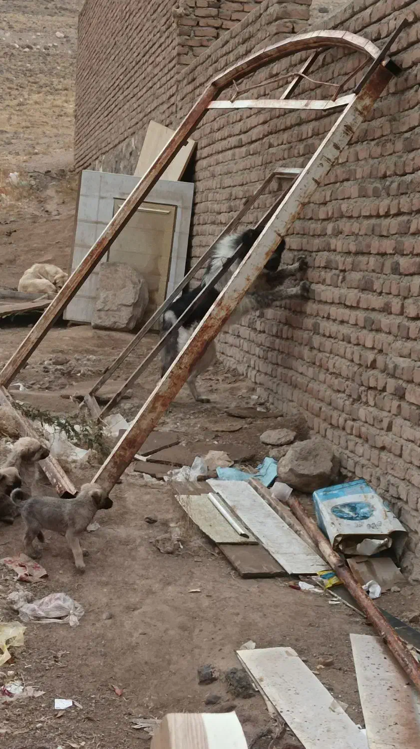 سگ نگهبان وکله|سگ|باسمنج, |دیوار