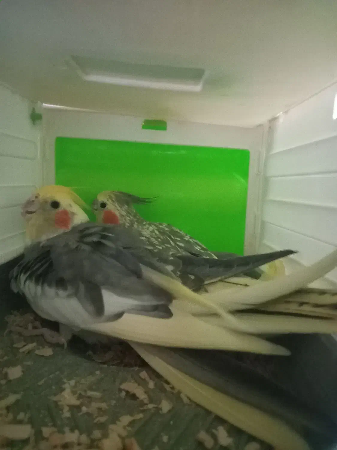 هلندی مولد۱۰۰درصد|پرنده|محمدشهر, محمدشهر|دیوار