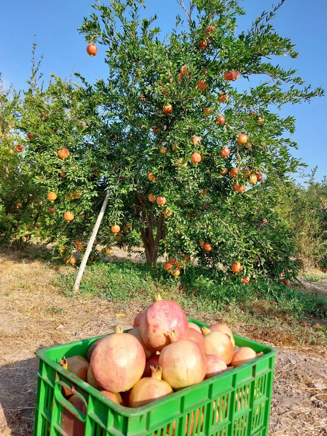 انار سنگان  طارم|عمدهفروشی|رشت, بلوار گیلان|دیوار